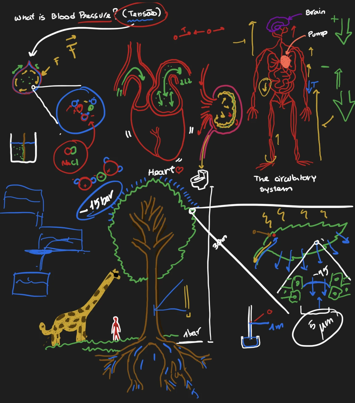 Notes on blood pressure: the heart, the circulatory system, and a tree with a giraffe and a person for scale