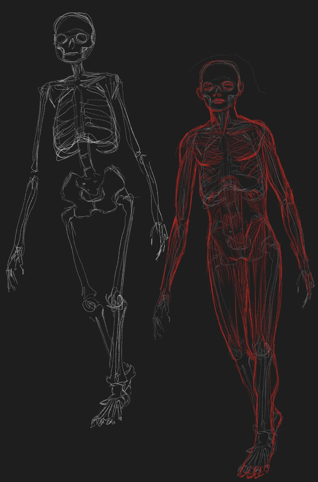 Line drawings of the human skeleton and the muscular system, side by side
