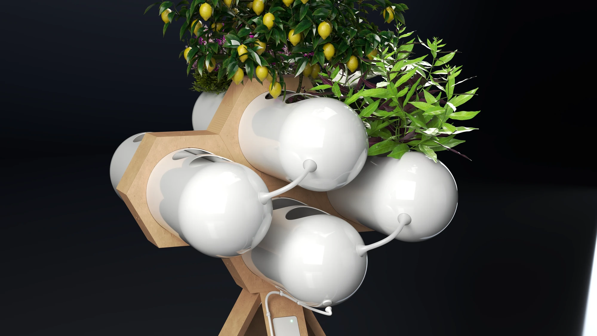 Close view of Accua in a dark studio: glossy white pods held in pine hexagonal collars, with lemons and herbs growing from their openings